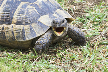 Animals, Grass, Scream, Cry, Anger, Turtle HD wallpaper