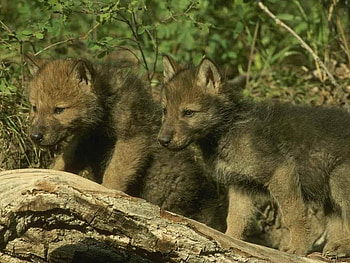 wolf pups, pup, kewl, cute, wolf, forest HD wallpaper