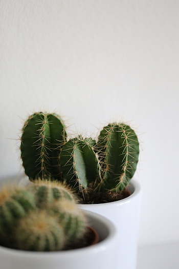 Botanical fascination, Aesthetically pleasing, Green marvel, Nature's love HD phone wallpaper