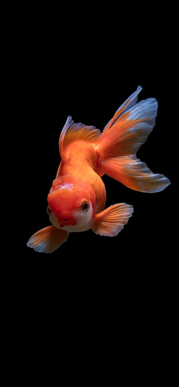Fish for , Sleek and stylish, Perfect for any model, Beautiful aquatic ry HD phone wallpaper