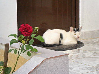 Pisica, rose, cat, beautiful, home HD wallpaper