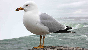 Niagara Falls seagull, , beauty, Stunning scenery HD wallpaper