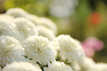 White dahlia, flowers, blur HD wallpaper