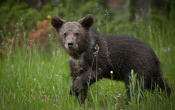 Animals, Grass, Young, Brown, Bear, Joey HD wallpaper