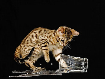 A Curious Baby Bengal, bengal, glass, cat, water HD wallpaper