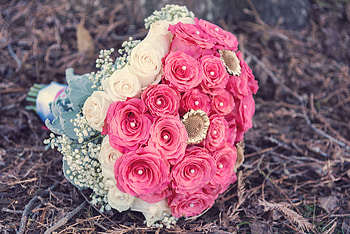 Animals, Roses, Typography, Registration, Bouquet, Composition HD wallpaper