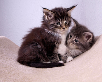 That moment., two, wondering, little, kittens HD wallpaper