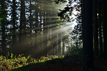 Nature, Trees, Sun, Summer, Rays, Beams, Forest HD wallpaper