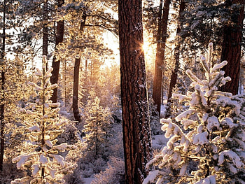 Landscape, Winter, Snow HD wallpaper