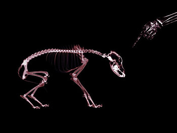 me and my dog, in x-ray , dog, x-ray, funny HD wallpaper