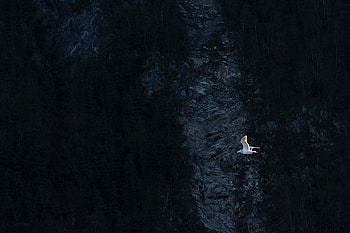 Mountain, Dark, Bird, Flight, Seagull, Gull HD wallpaper