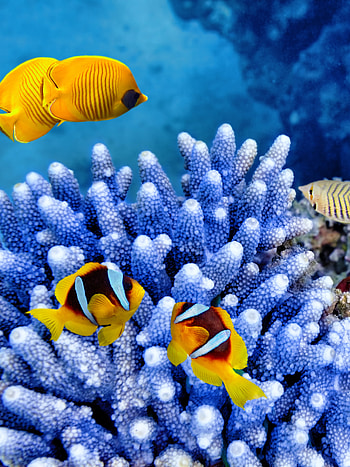 Animal fish, Aquatic creatures, Underwater wonders, Marine life HD phone wallpaper