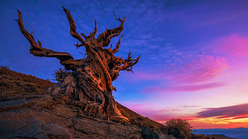 Ancient Bristlecone Pine Forest at dusk, California, colors, landscape, sky, usa, sunset HD wallpaper