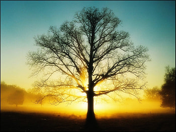 Landscape, Trees HD wallpaper