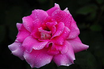 Rose with dew on it., rose, pink, delicate, dew HD wallpaper
