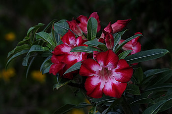 Desert rose, Flowers, Adenium, Flowering, Pink HD wallpaper