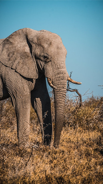 Gabon Travels, Elephant , Majestic creatures, Nature's wonders HD phone wallpaper