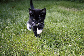 Animals, Grass, Cat, Kitty, Kitten, Stroll, Sweetheart, Nice HD wallpaper