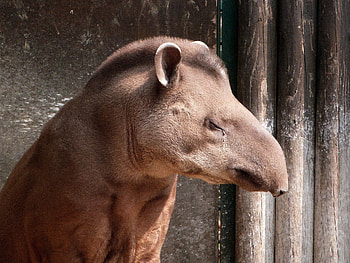 Tapir Galapagos pro, Galapagos, Tapir, Professional HD wallpaper