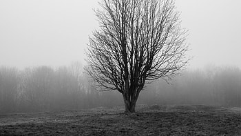 Black And White Of Trees Forest With Fog Background Nature HD wallpaper