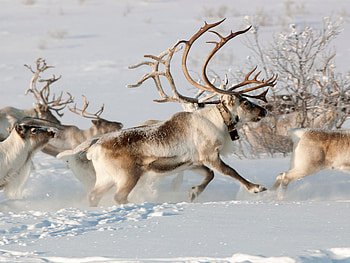 The Peary, Caribou HD wallpaper