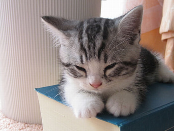 kitty, kitten, book, animals, cat, nature HD wallpaper