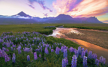 Snaefellsnes, Iceland, flowers, mountains, lupins, clouds, landscape, sky HD wallpaper