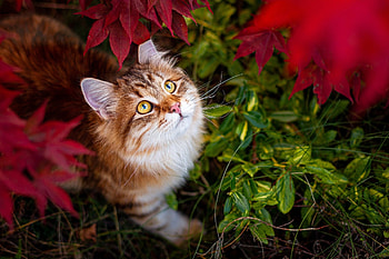 Cat, animal, kitten, kitty HD wallpaper