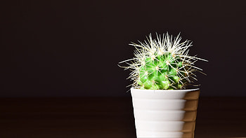 Cactus, Captivating , Desert's allure, Prickly splendor HD wallpaper