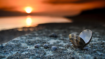 Sea shell eyecandy, marvel, Coastal magic, Nature's wonders HD wallpaper