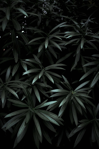 Nature, Leaves, Plant, Dark, Shadows HD phone wallpaper