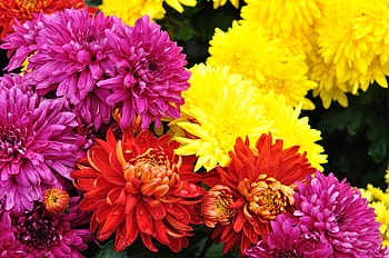 Chrysanthemum, Many flowers, , Stunning mobile backgrounds HD wallpaper