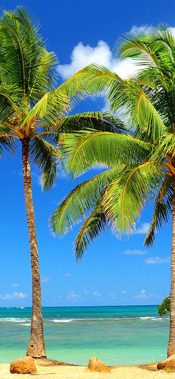 Sunny day, Palm Trees HD phone wallpaper