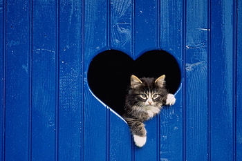 Animals, Wood, Wooden, Cat, Heart, Door, Peek Out, Look Out HD wallpaper