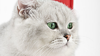 Animals, Cat, Mustache, Moustache, Round Muzzle HD wallpaper