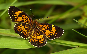 Melitaea Butterfly, animal, butterfly, insect, metitaea HD wallpaper