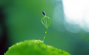 Plants, Grass HD wallpaper