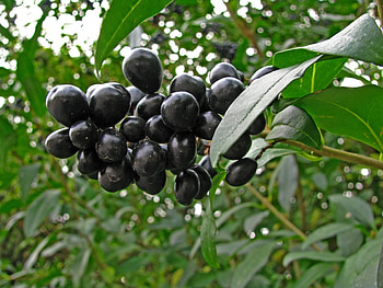 Fruits HD wallpaper
