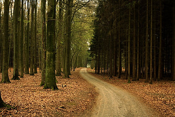 fruehling_im_borsteler_baum., trees, way, nature, forest HD wallpaper