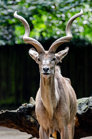 Kingdom of Animalia, Wild mammals, African savannah, Nature's wonder HD phone wallpaper