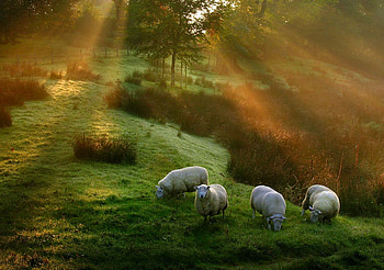 Autumn Grazing, field, sheep, trees, autumn, farm, sun, forest HD wallpaper