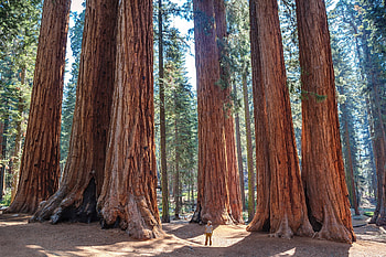 Cloned ancient redwoods, Climate change warriors, Environmental impact, Sustainable future HD wallpaper