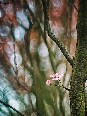 Flowers, Cherry, Wood, Tree, Blur, Smooth, Branch HD phone wallpaper
