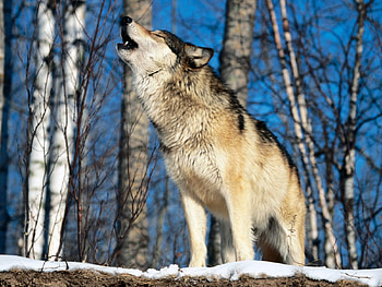 Animals, Wolfs HD wallpaper