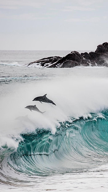 Ocean, Dolphin HD phone wallpaper