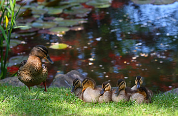 Duck family, mother, grass, young HD wallpaper