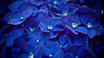 Flowers, Petals HD wallpaper