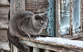 Animals, Wood, Wooden, Cat, House, Old, Window, Wool HD wallpaper