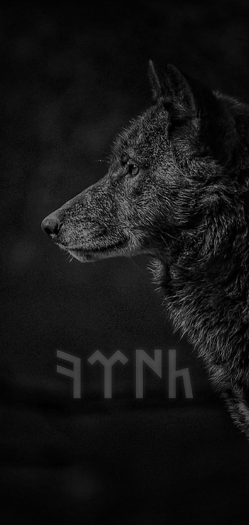 Boz Qurd, samsung, wolf, android, design, black, turk, kurt HD phone wallpaper