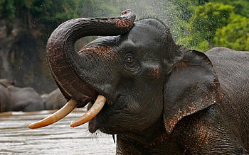 Elephant, animals, nature, water, tree HD wallpaper